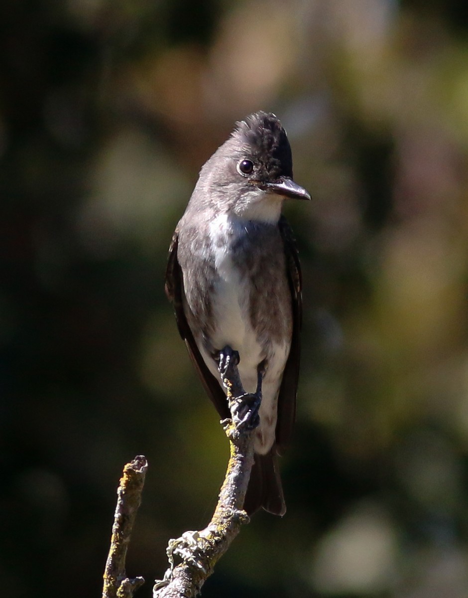 Olive-sided Flycatcher - ML175017741