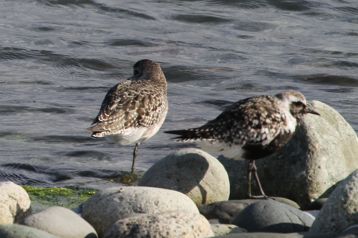 Black-bellied Plover - ML175017801