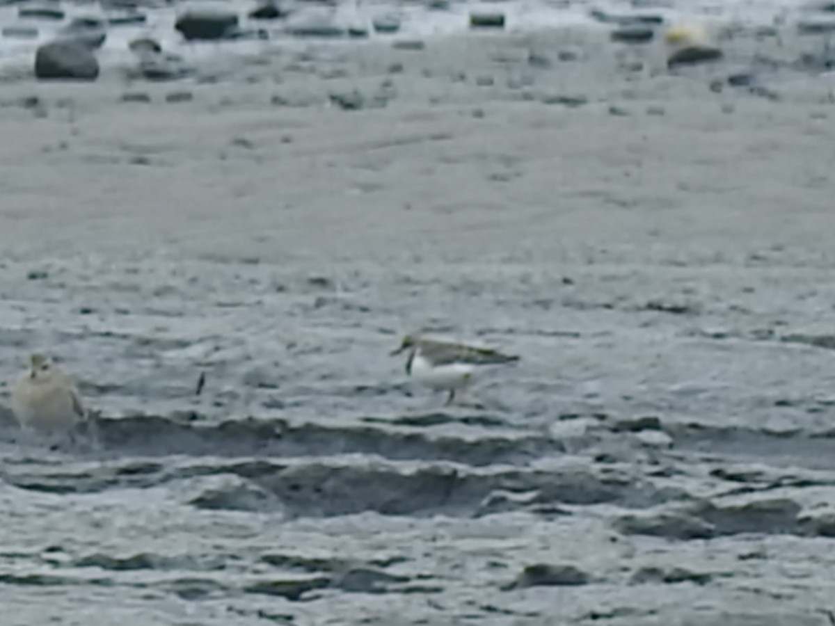 Ruddy Turnstone - ML175018541