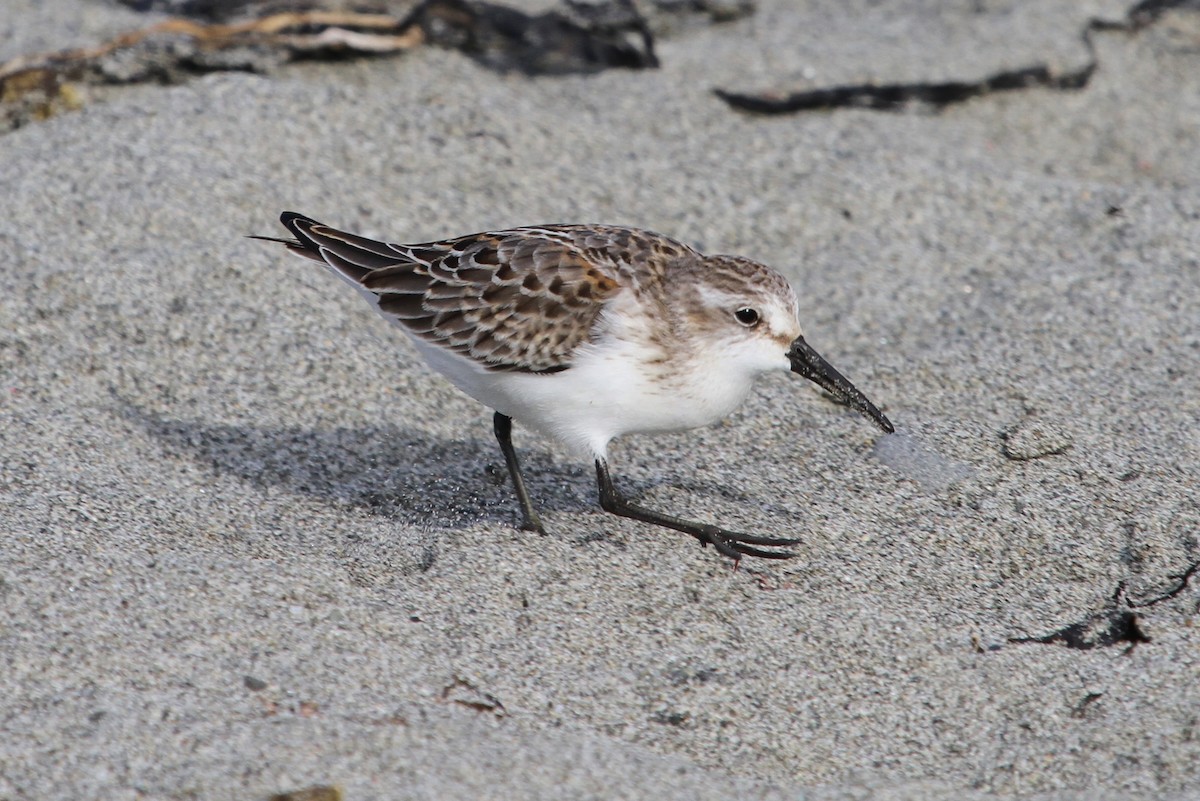 Western Sandpiper - ML175018711