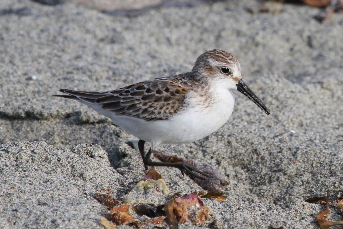 Western Sandpiper - ML175018781