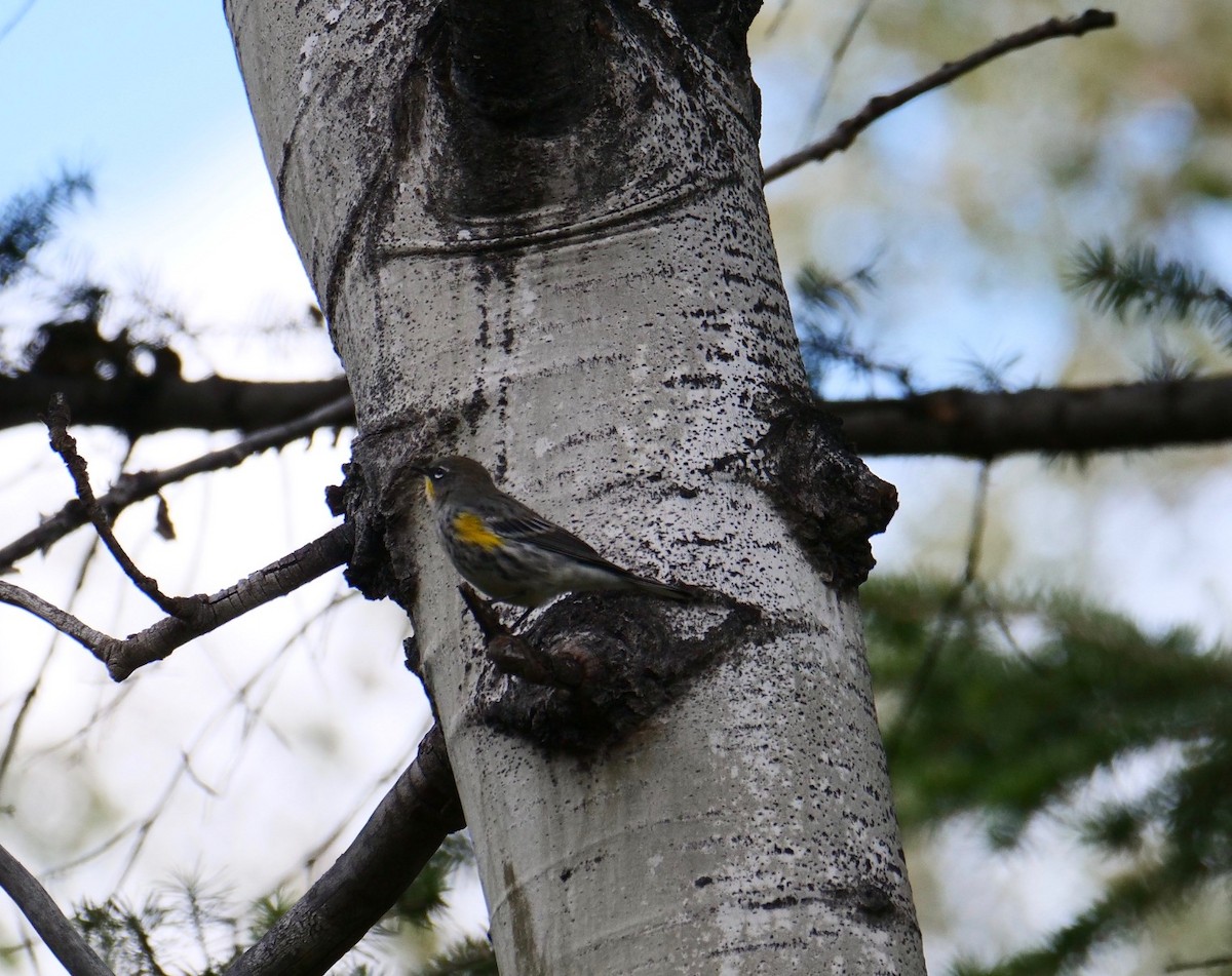 Yellow-rumped Warbler - ML175018931