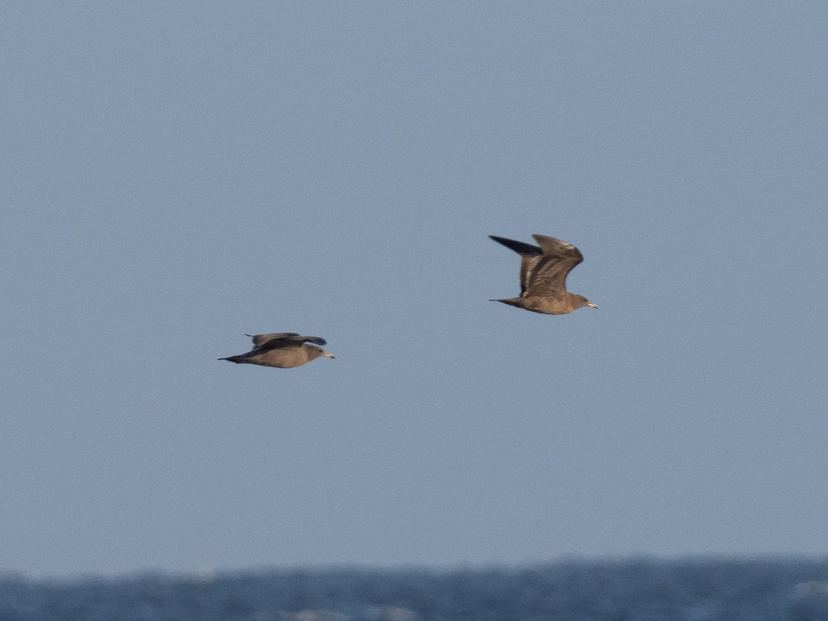 Gaviota Mexicana - ML175019791