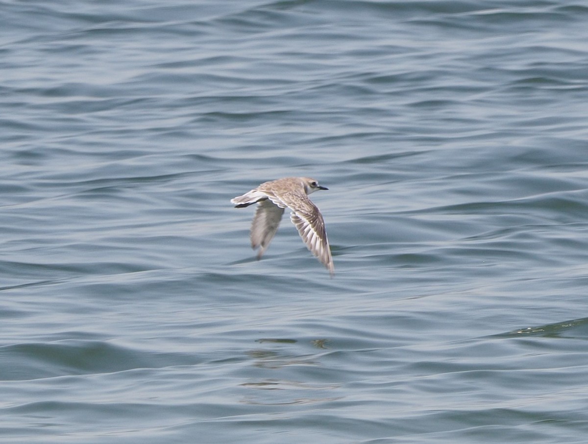 Greater Sand-Plover - ML175020411