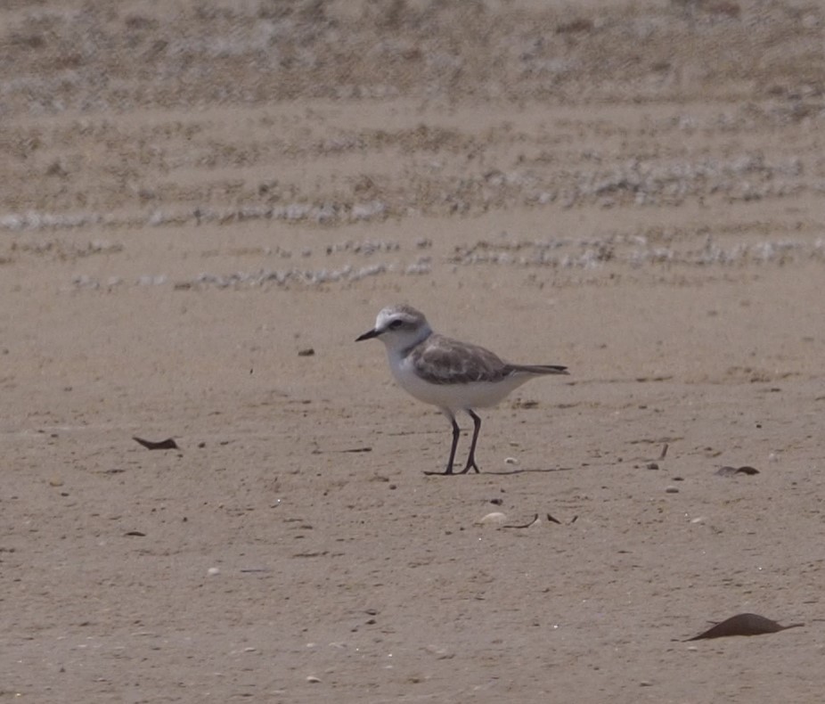 Kentish Plover - ML175020421