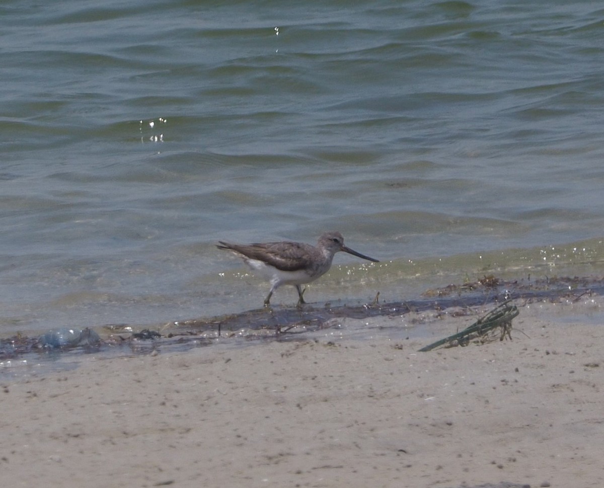 Terek Sandpiper - ML175020441