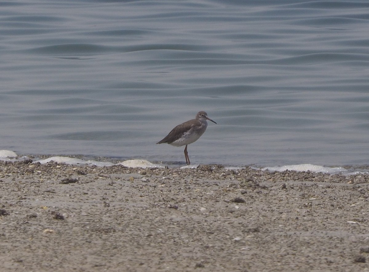 Common Redshank - ML175020481