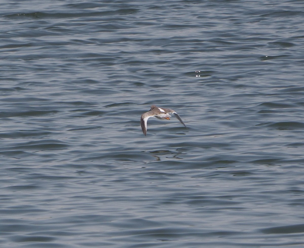 Common Redshank - ML175020491