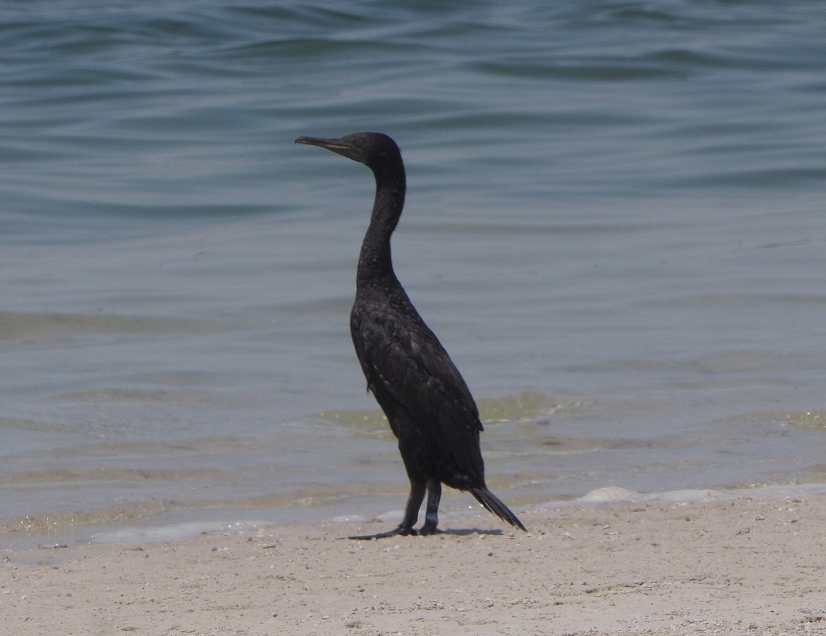Socotra Cormorant - Paul Jaquith
