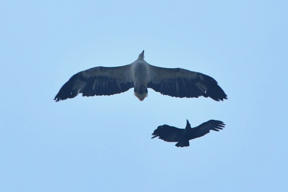 White-bellied Sea-Eagle - ML175020871