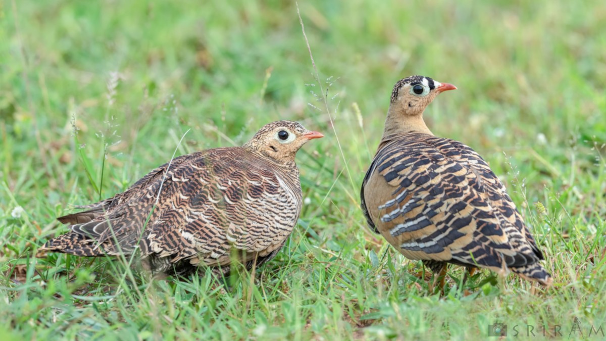 Painted Sandgrouse - ML175021321