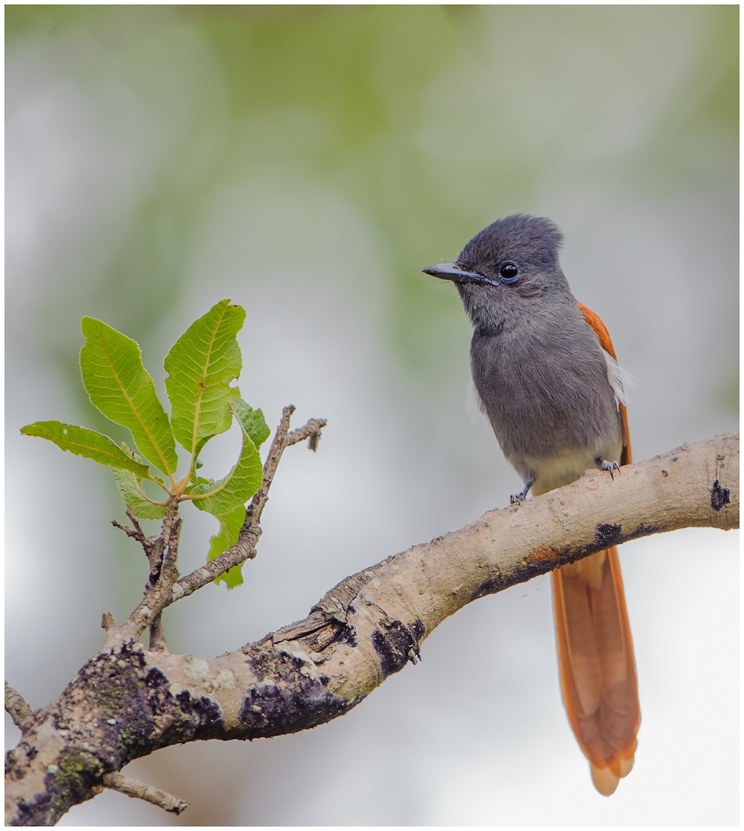 African Paradise-Flycatcher - ML175022161