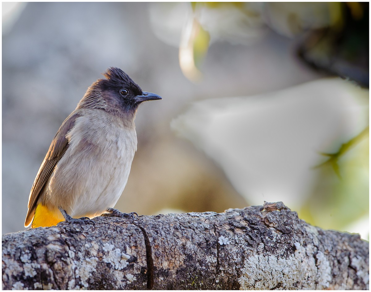 Common Bulbul - ML175023341