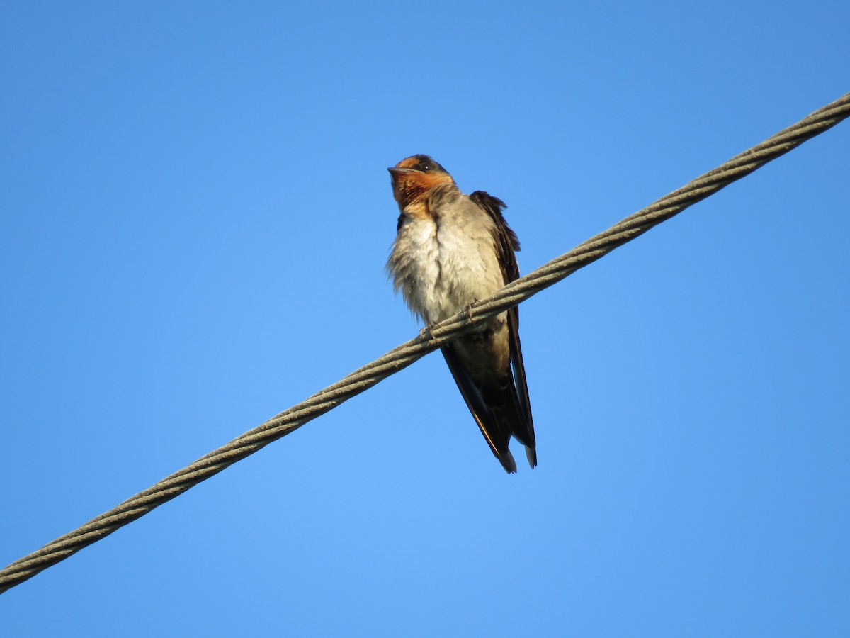Pacific Swallow - ML175023461