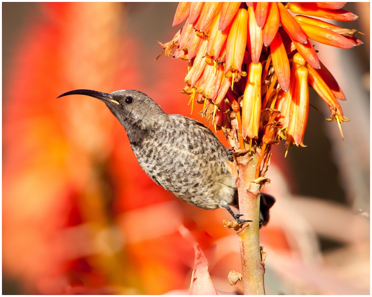 Ametist Nektarkuşu - ML175023611