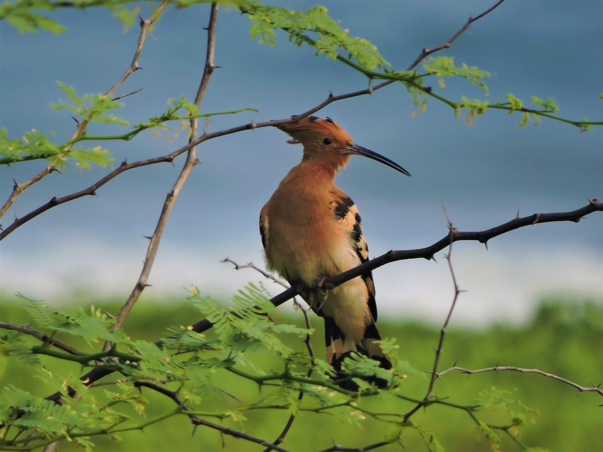 Eurasian Hoopoe - ML175023701