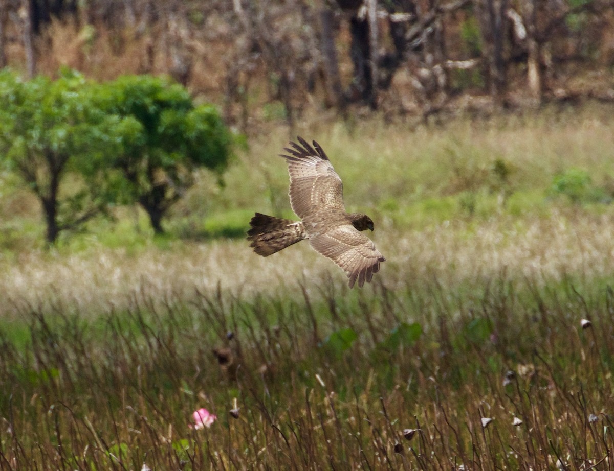 Aguilucho Moteado - ML175024141