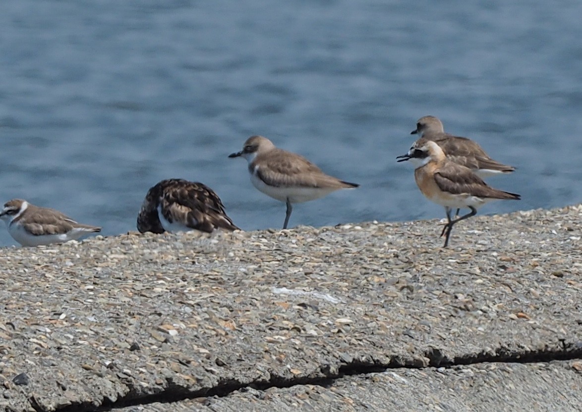 Siberian/Tibetan Sand-Plover - ML175024411