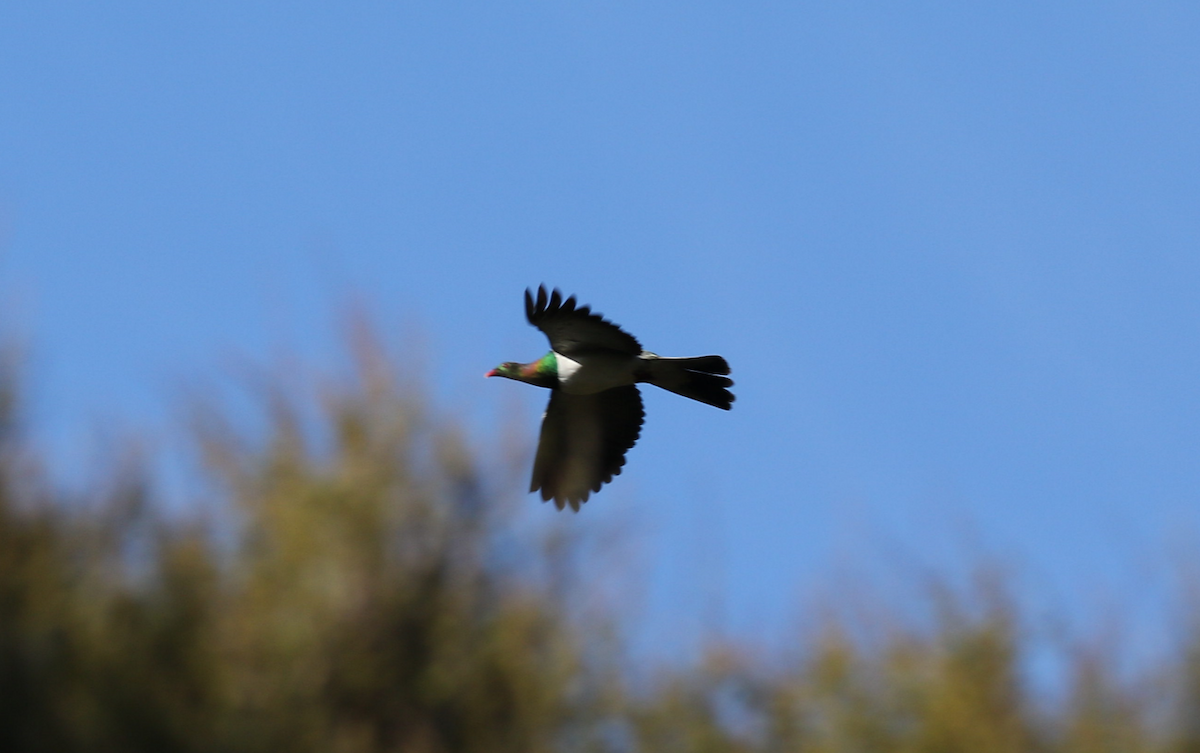 New Zealand Pigeon - ML175027411