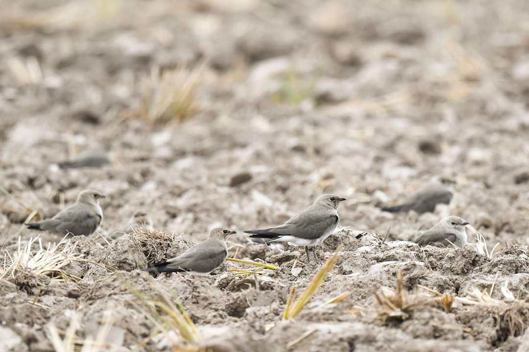 Oriental Pratincole - ML175028831