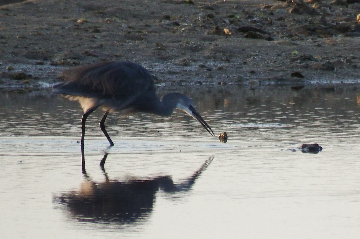 Egretta/Bubulcus sp. - ML175029201