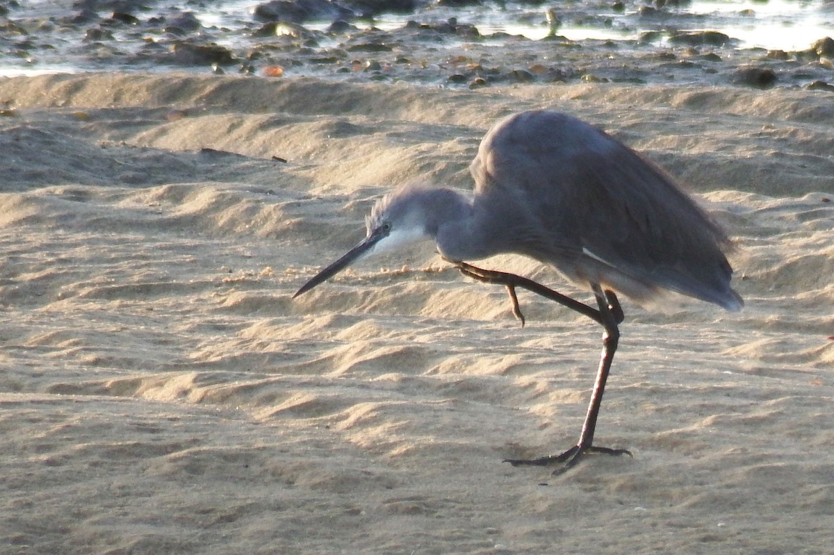 white egret sp. - ML175029211