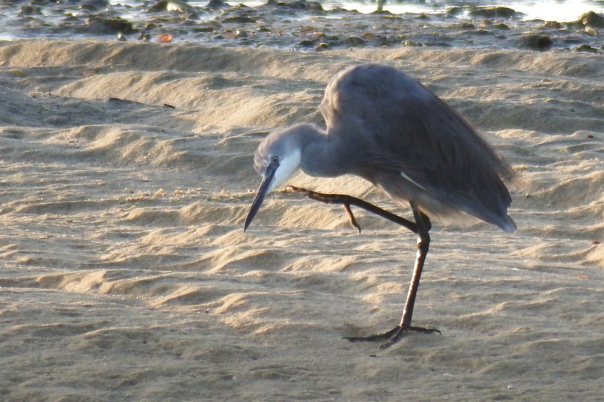 white egret sp. - ML175029221