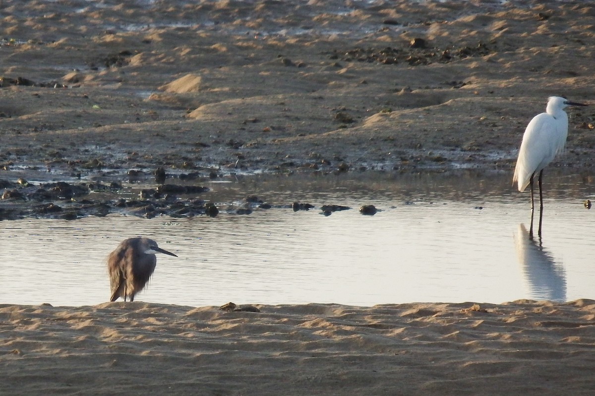white egret sp. - ML175029231