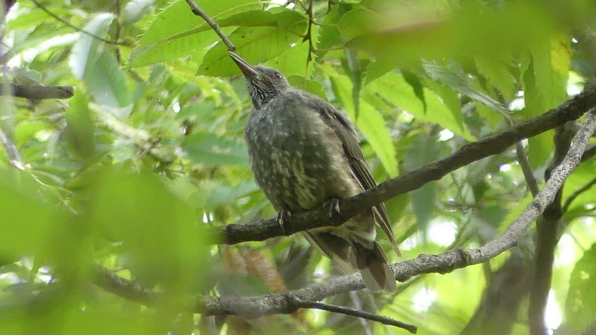 Brown-eared Bulbul - ML175029271