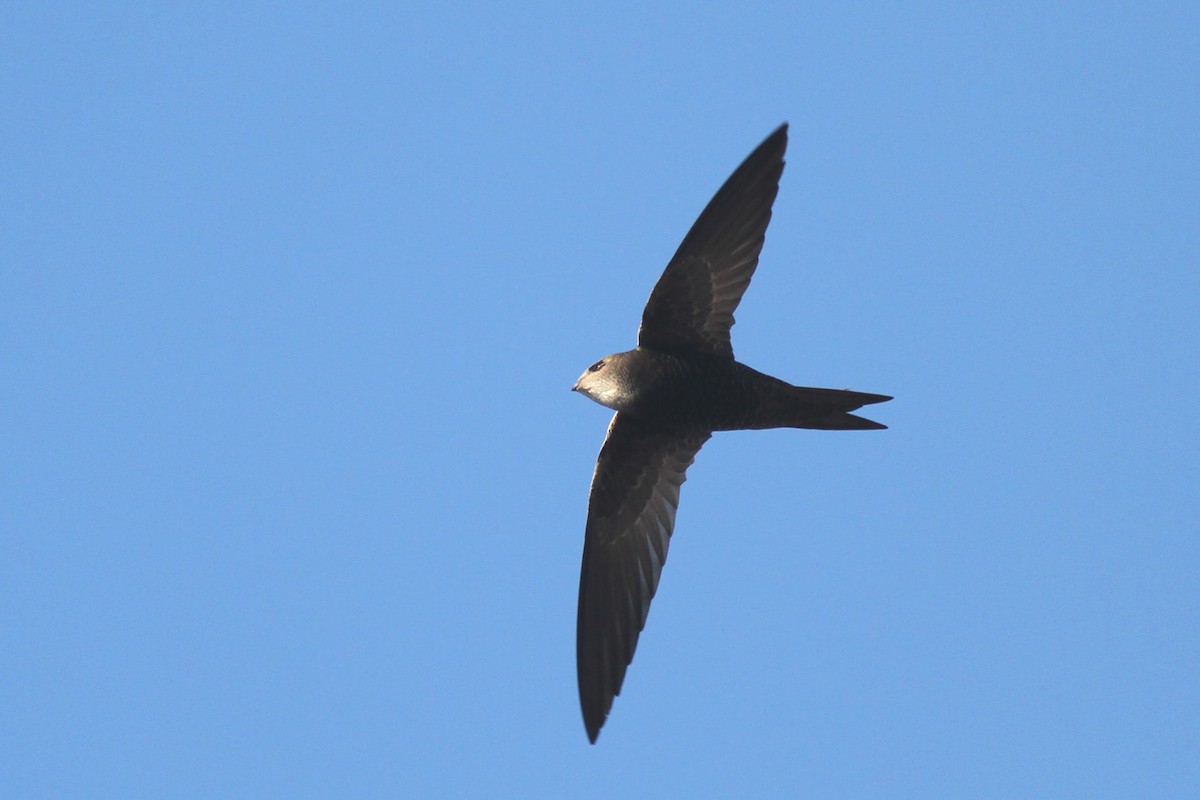 Malagasy Swift - Benoit Maire