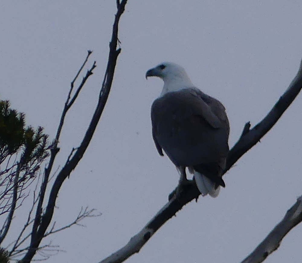 White-bellied Sea-Eagle - Martin Butterfield