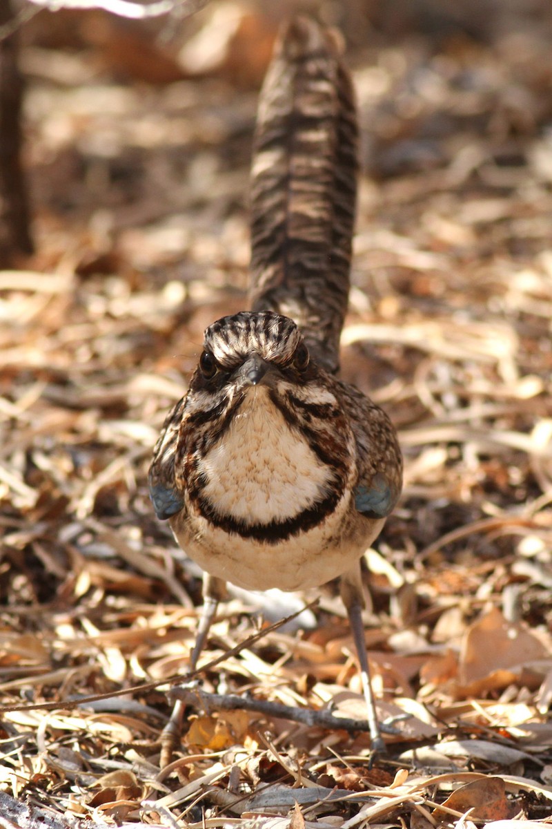 Long-tailed Ground-Roller - ML175030081