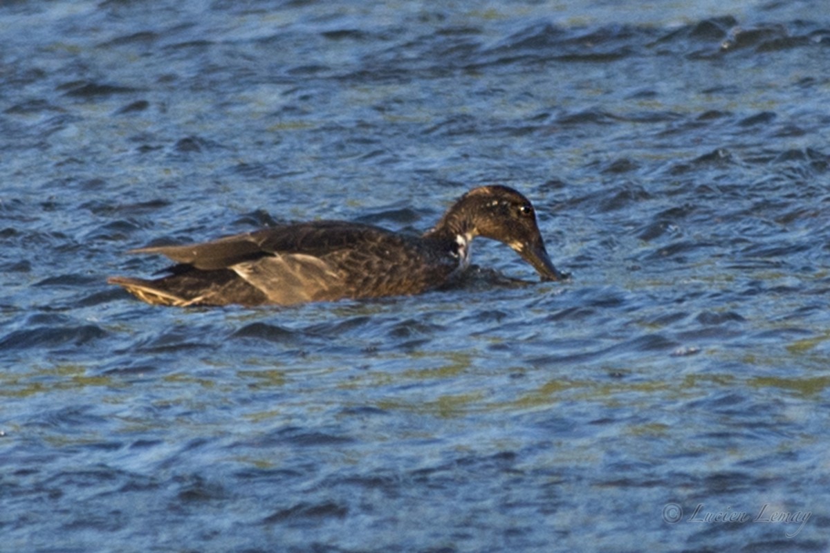 dabbling duck sp. - Lucien Lemay