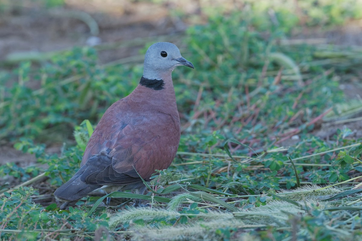 Red Collared-Dove - ML175031311