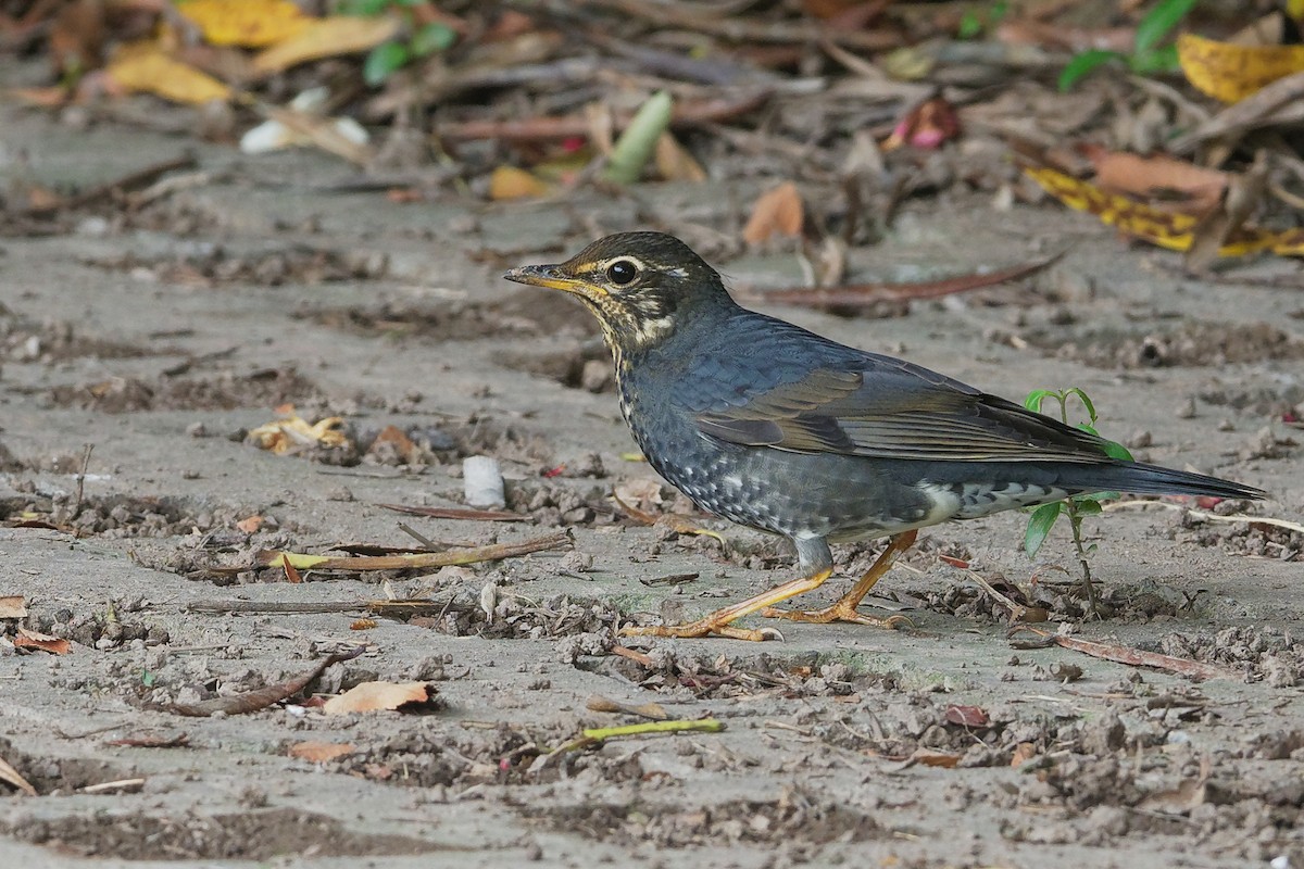 Siberian Thrush - ML175031961
