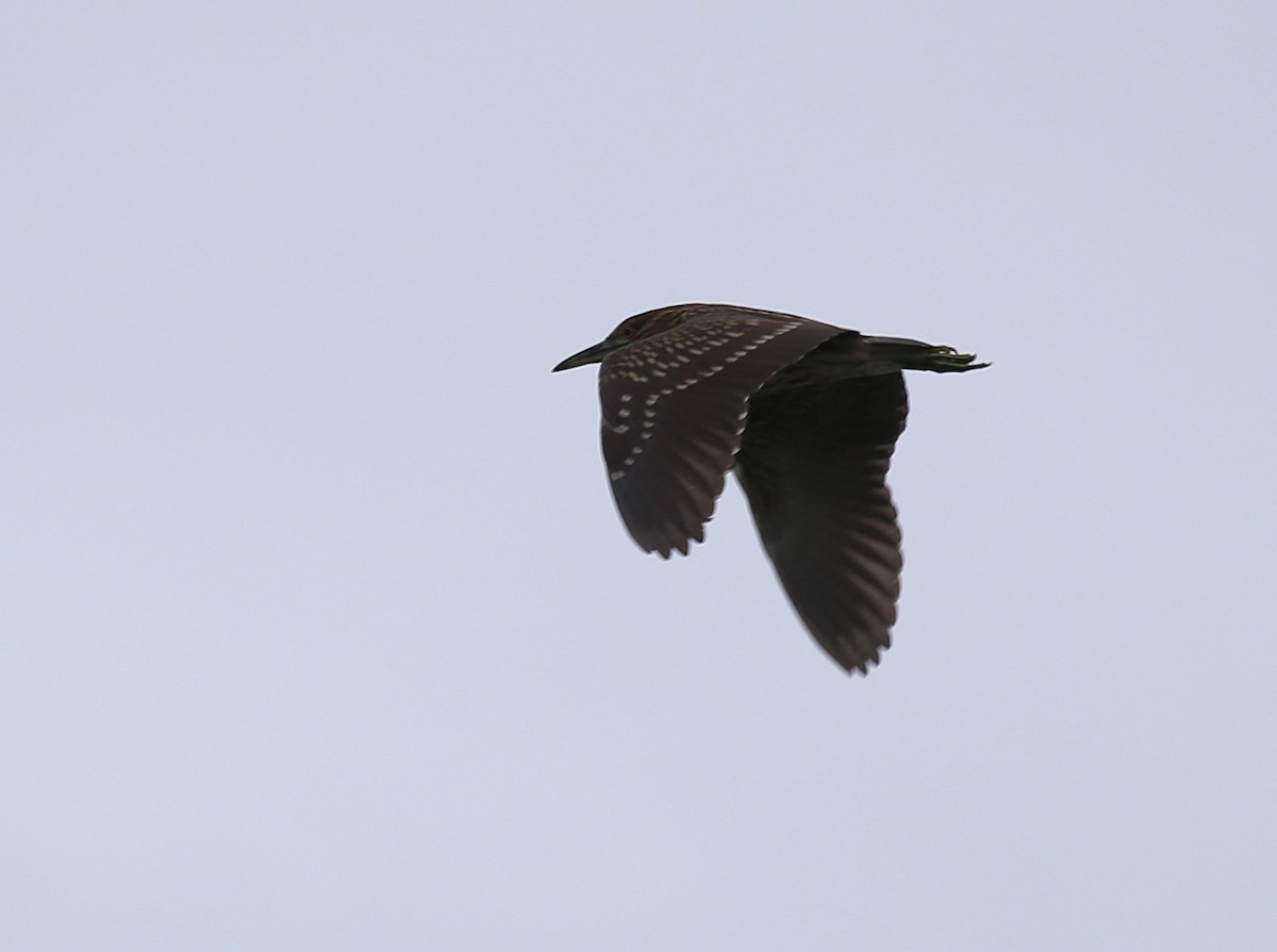 Black-crowned Night Heron - Yves Dugré