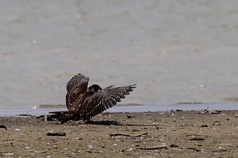 Peregrine Falcon - ML175032351