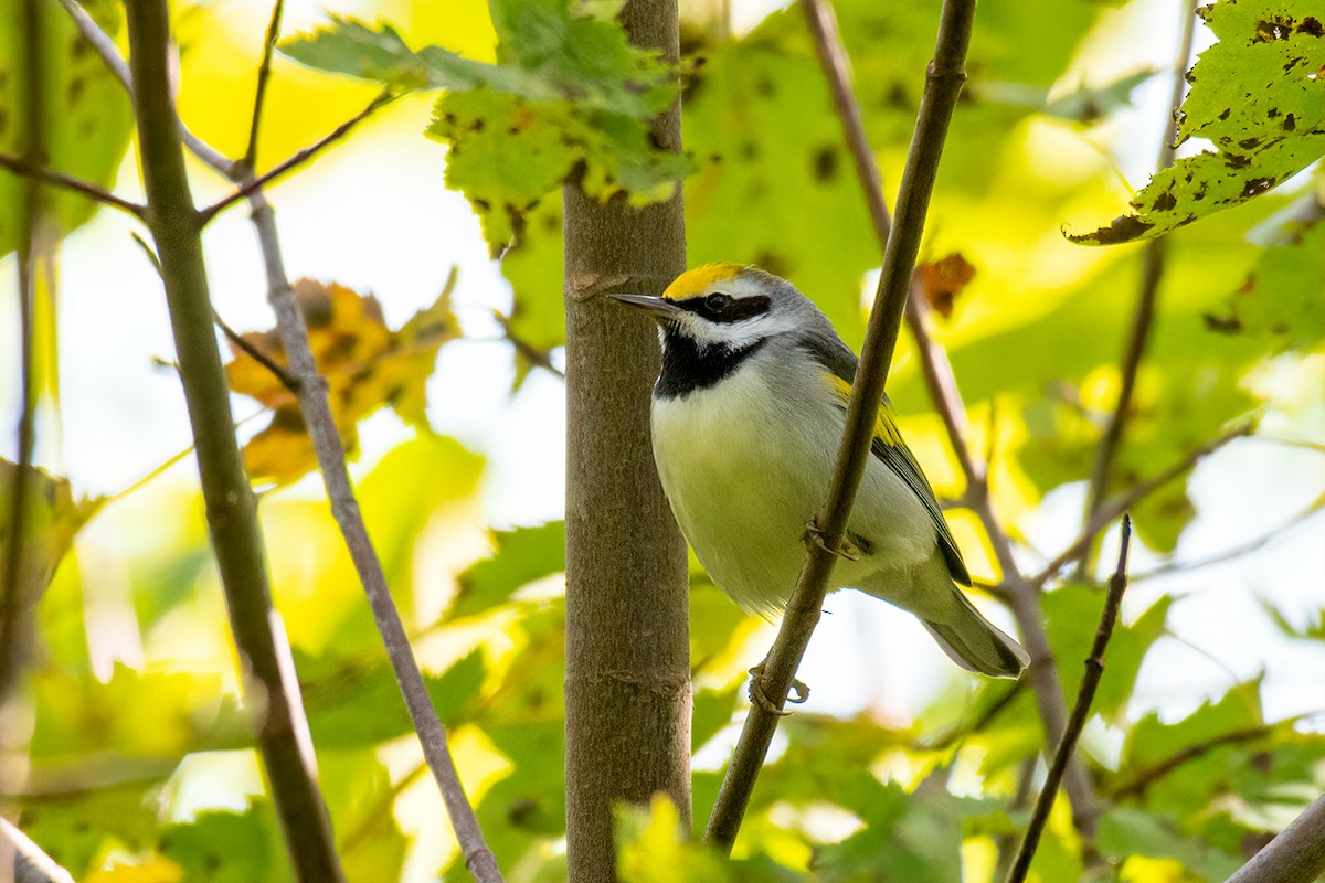 Golden-winged Warbler - David Crowe