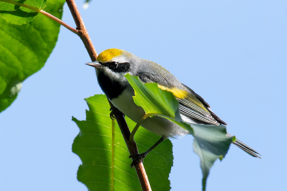 Golden-winged Warbler - David Crowe