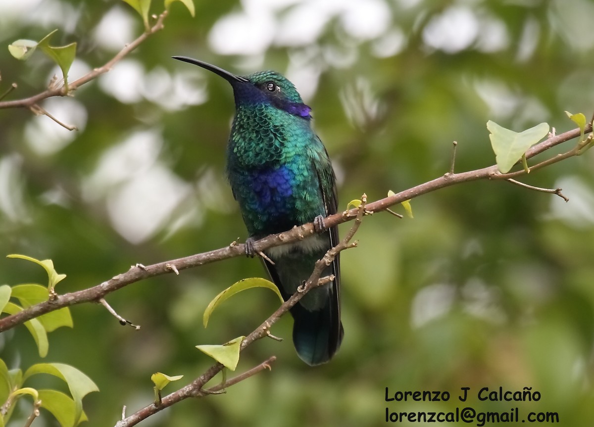 kolibřík modrolící - ML175032921