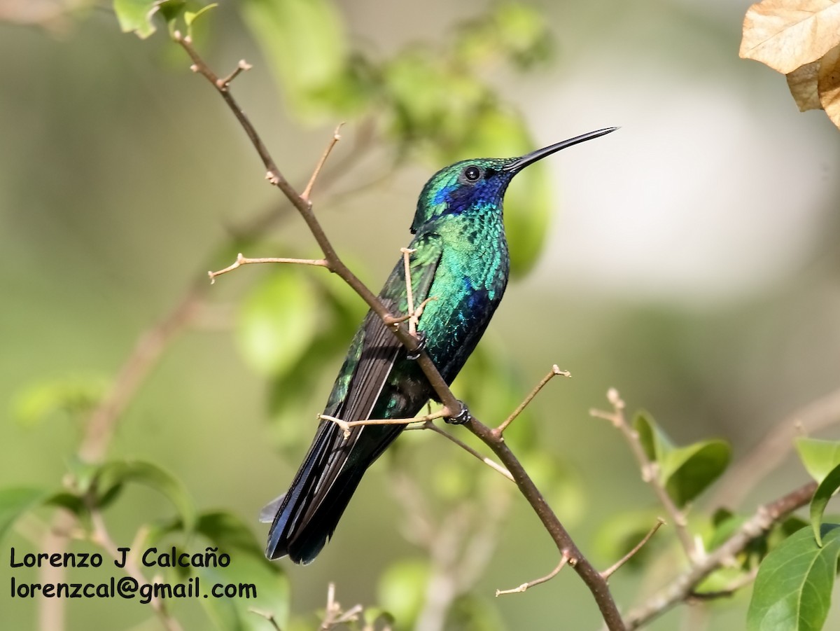 Sparkling Violetear - Lorenzo Calcaño