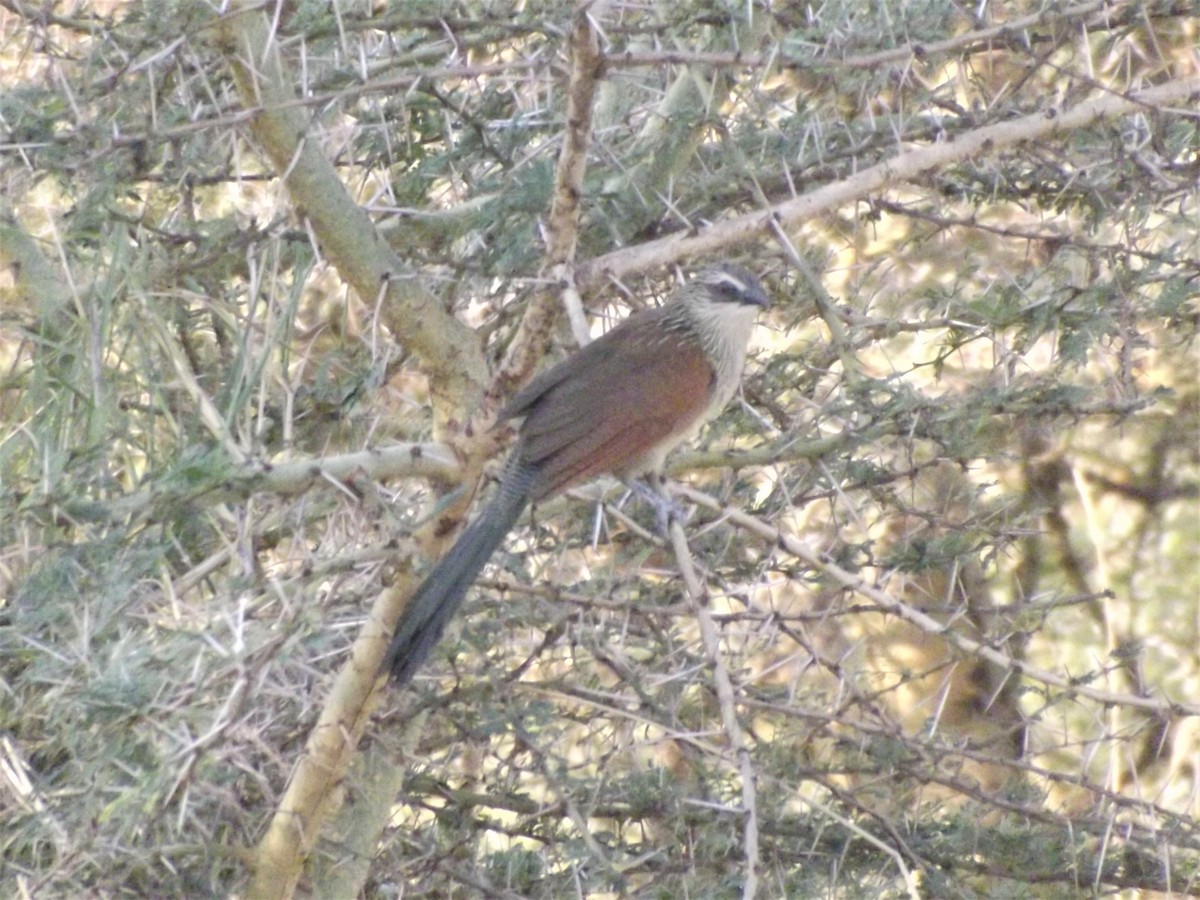 White-browed Coucal - Mike Tuer