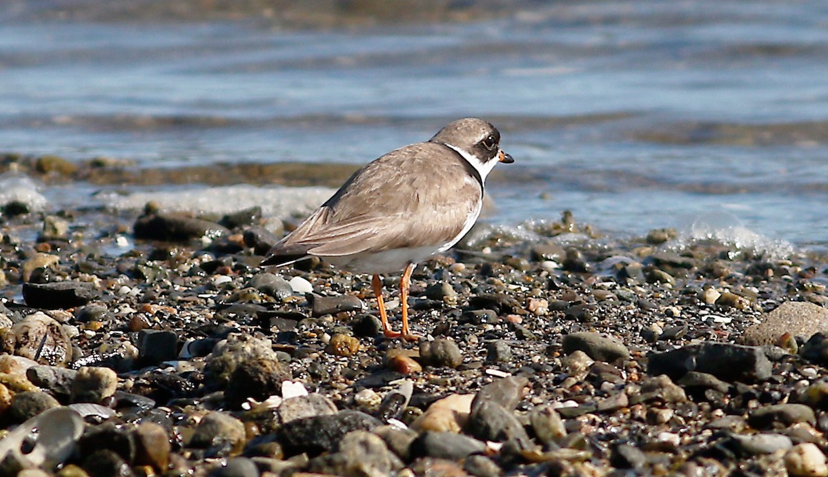 Semipalmated Plover - ML175033711