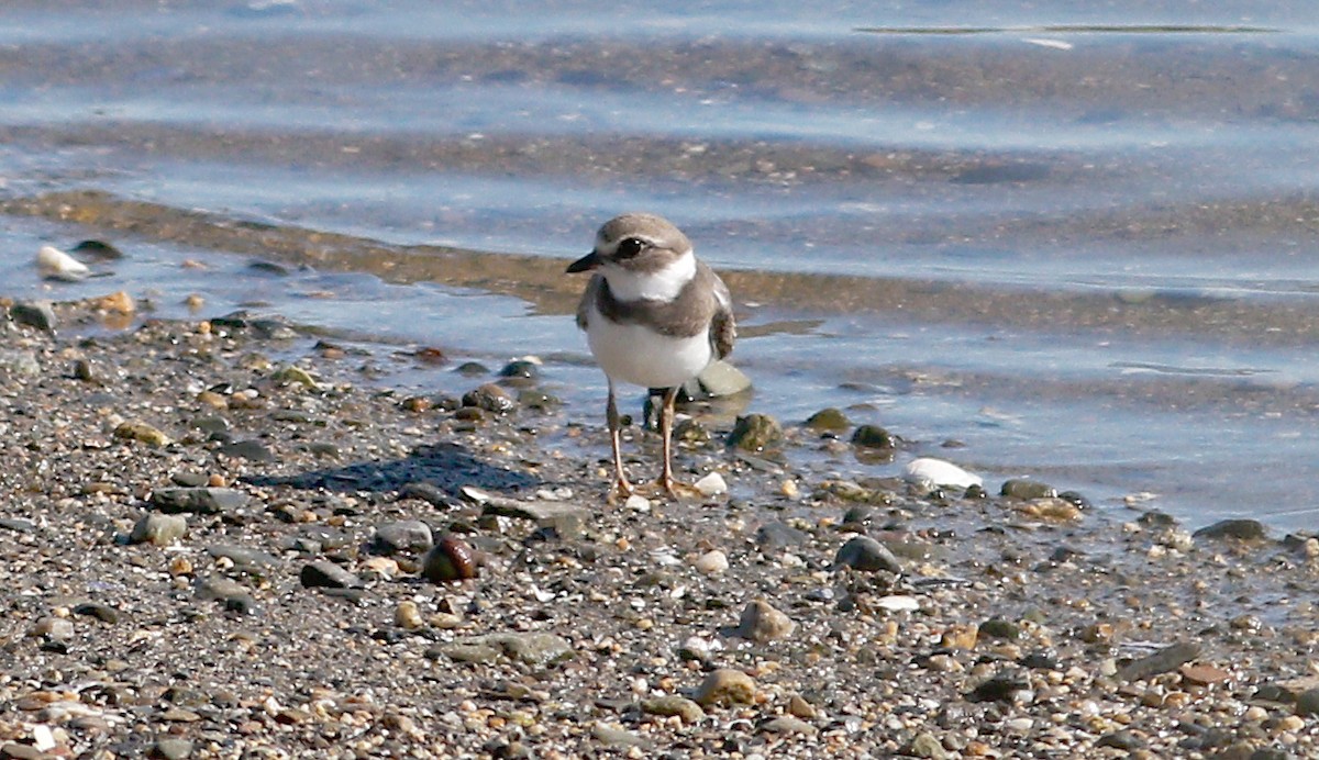 Semipalmated Plover - ML175033721