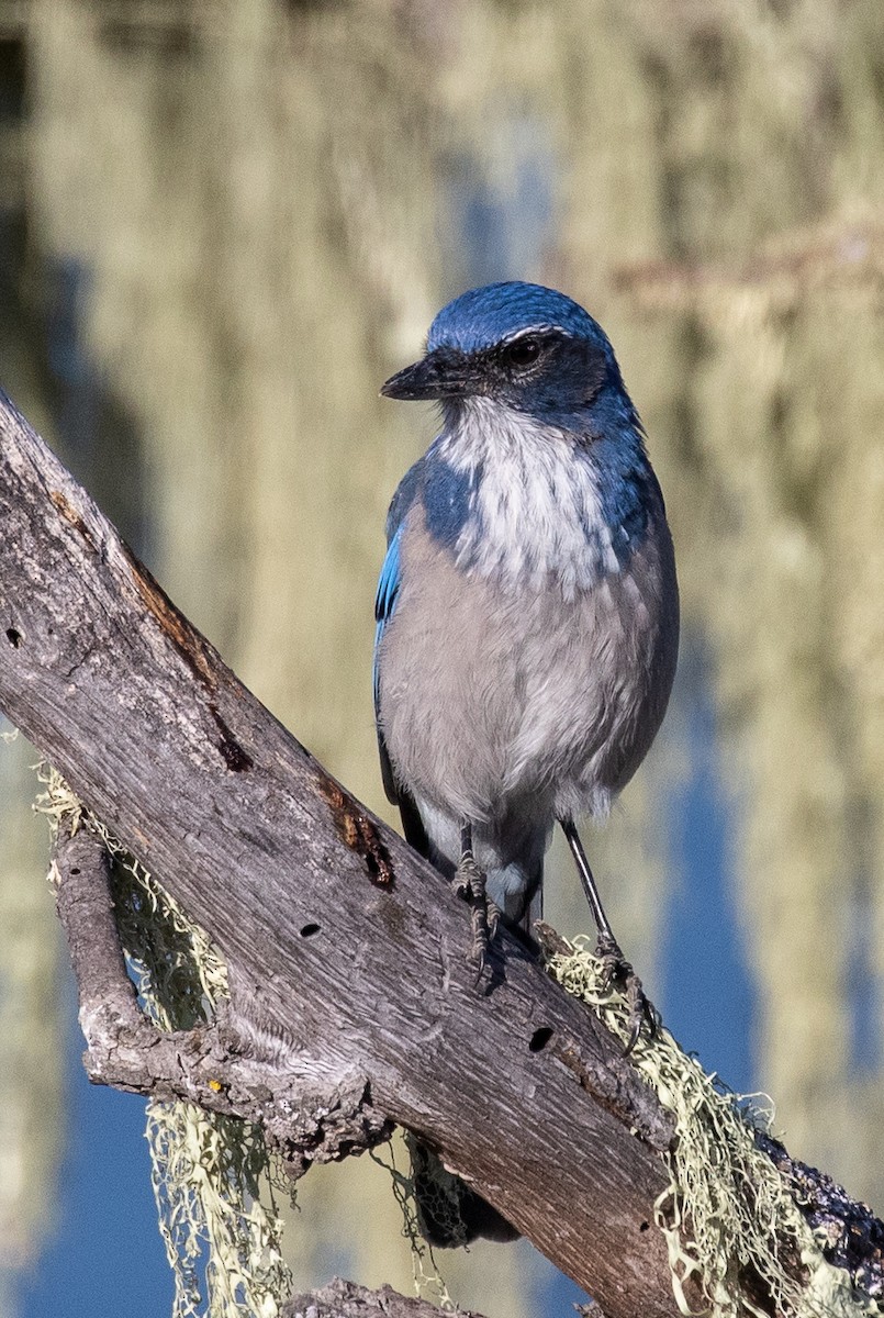 California Scrub-Jay - ML175038531