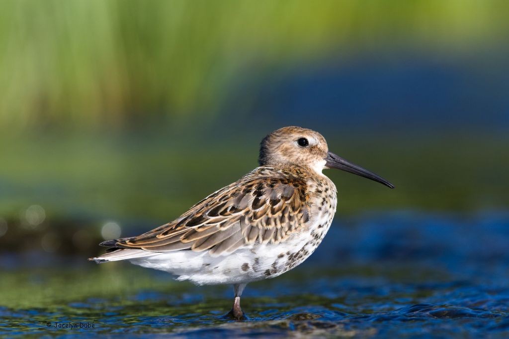 Dunlin - ML175038961