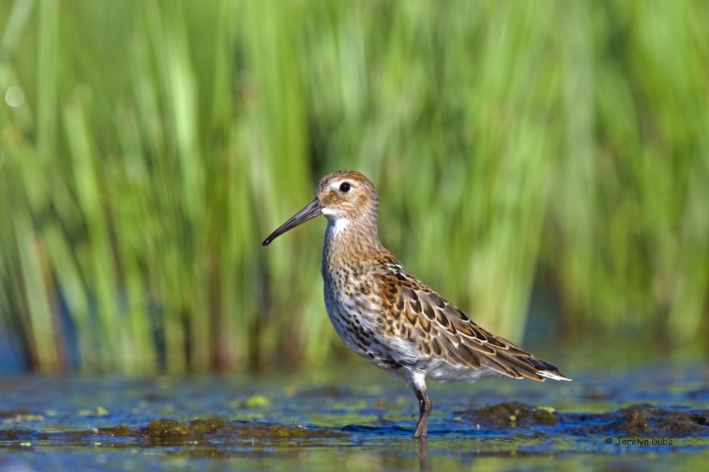 Dunlin - ML175039181