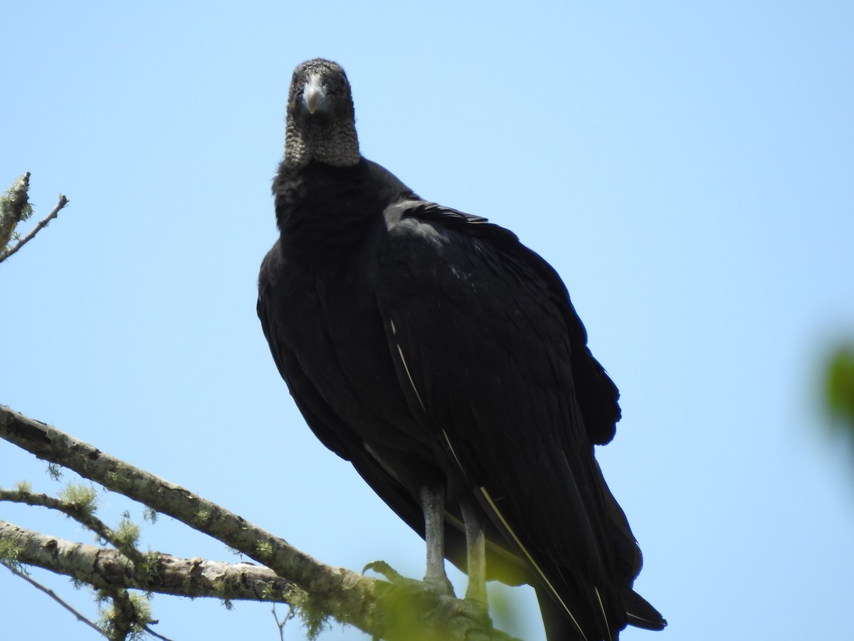 Black Vulture - Stephen Klotz