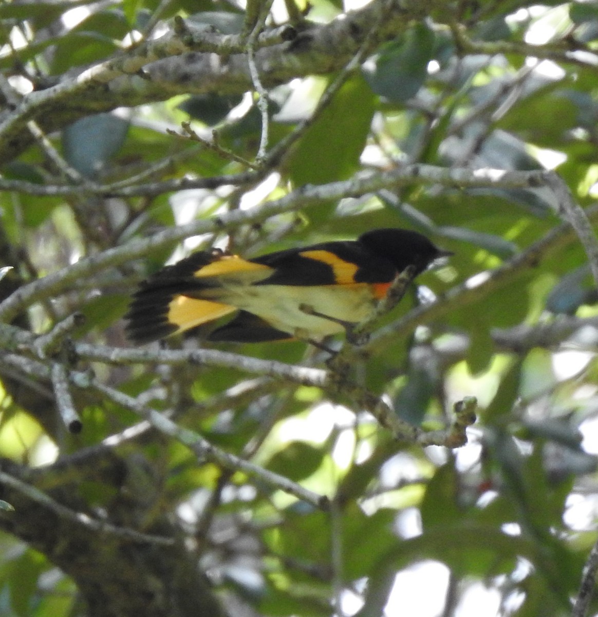 American Redstart - ML175040311