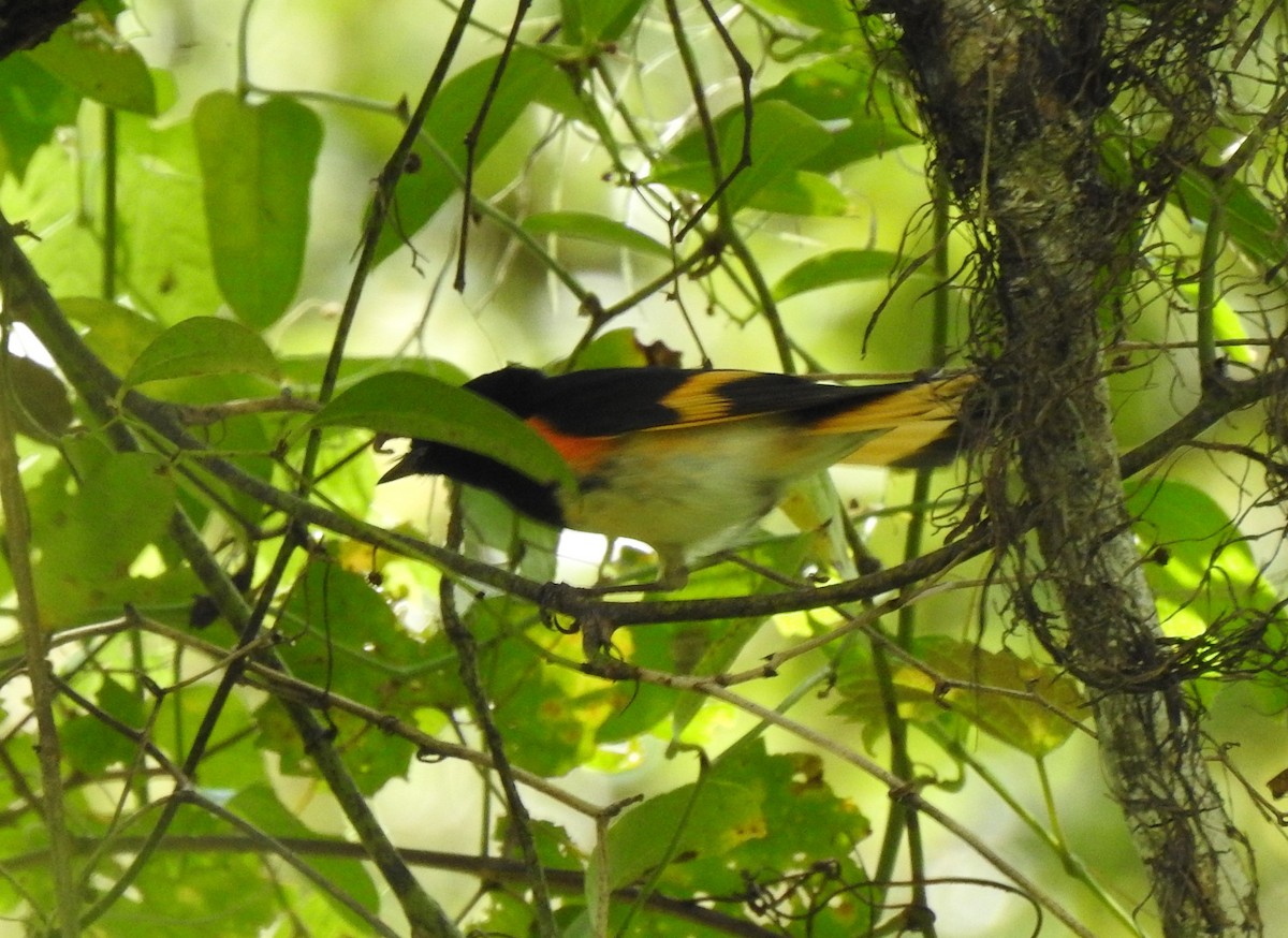 American Redstart - ML175040321